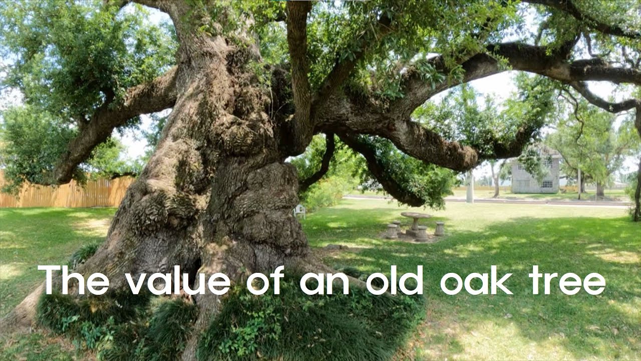 Short Story: The value of an old oak tree - YouTube