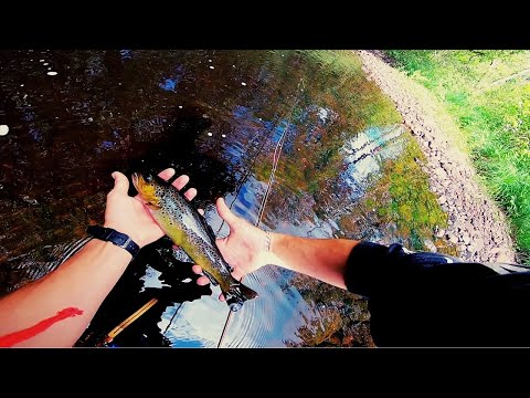Torrflugfiske Bäcköring i