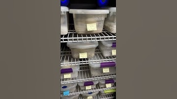 Incubator #1 is almost full of Ball Python eggs!