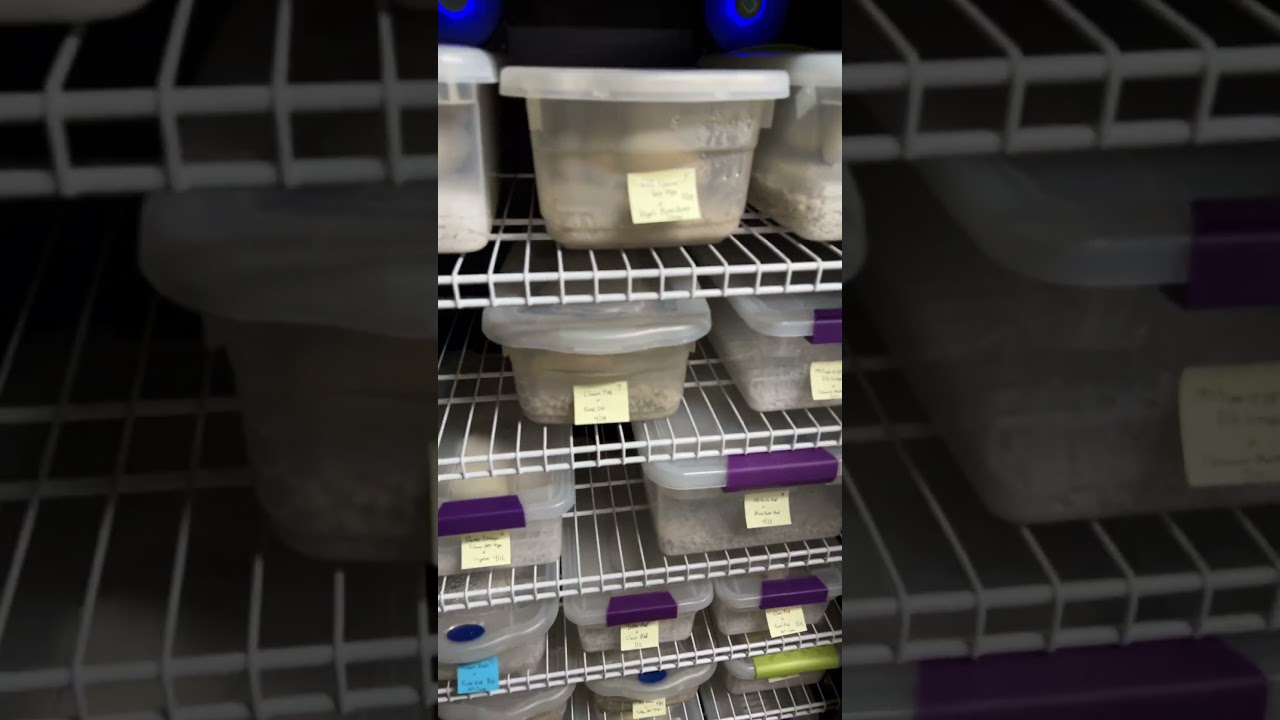 Incubator #1 is almost full of Ball Python eggs!