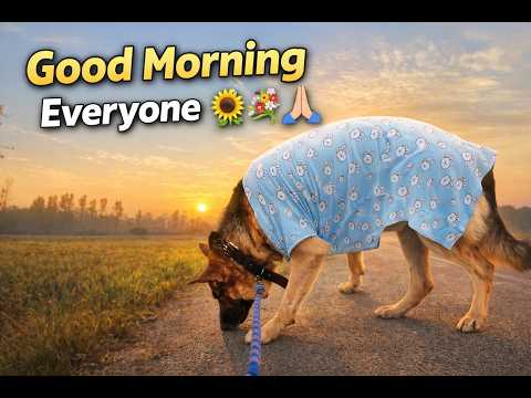 A lovely morning with Tommy 🐕 🥰 || Morning Routine #germanshepherd #yourdog