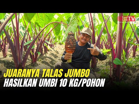 Talas Pontianak