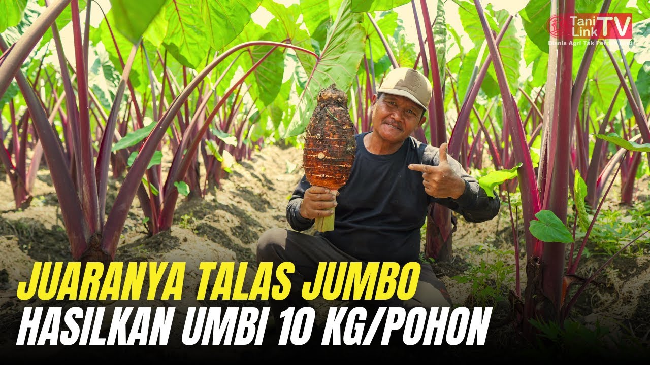 Potensi Bisnis Budidaya Talas Pratama yang Sangat Menggoda