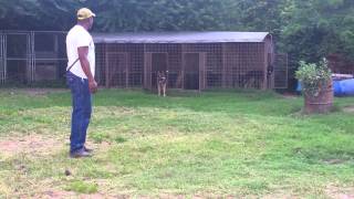 Back yard breeder  kennel dogs