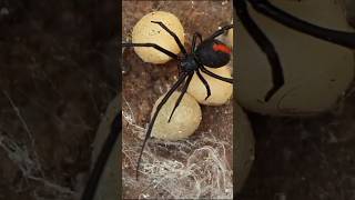 The redback spider is a species of venomous spider indigenous to Australia.  #spider