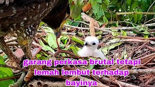 DI BALIK NAMA BESAR PENGUASA LANGIT INDUK ELANG SANGAT HALUS HATINYA TERHADAP ANAKNYA