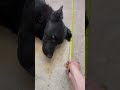 5-foot-long dog !!