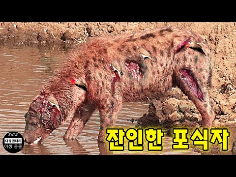 아프리카 초원의 잔인한 포식자 | 동물 다큐멘터리