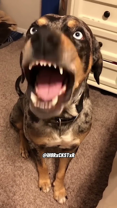Dog Talking Back! - RxCKSTxR Comedy Voiceover!