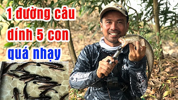 Câu Lure Cá Lóc ● Top Những Con Cá Sắt Câu (Lure) Cá Lóc Siêu Nhạy /Snakehead | Tâm Râu Vlog #112