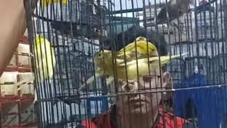 bongkaran burung satu hutan murah meriah