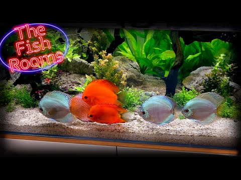 DISCUS TRAIN & DIRTY GOLDFISH! | The Fish Rooms 003