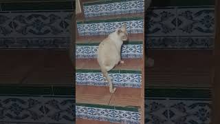 me ayudas 🥹❤️😇#videoviral #youtubeshorts #yosoydelos7mil #viral #funnycats