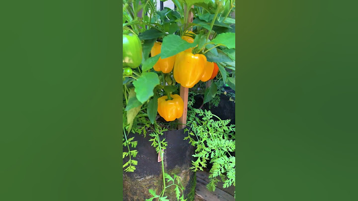 Companion planting is a natural gardening technique that can promote a thriving garden ecosystem