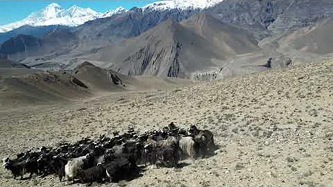 Herding sheep by drone on the Annapurna Circuit tr...