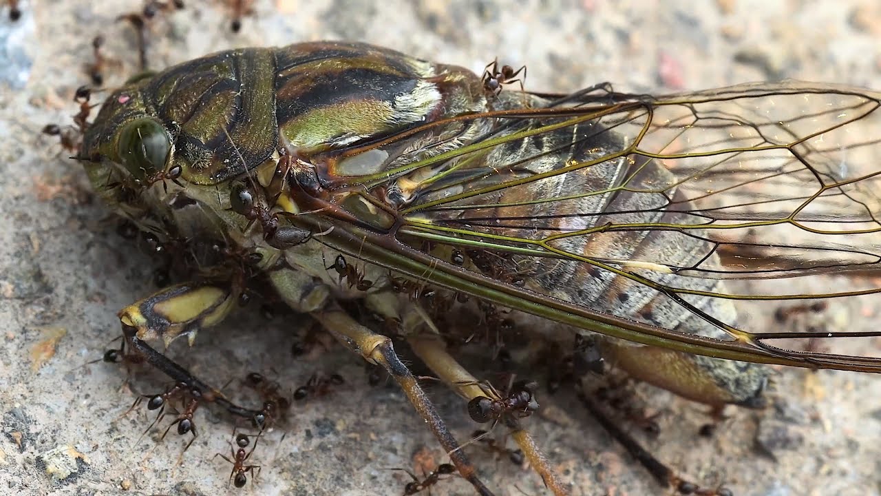 A group of ants encountered a cicada. . . YouTube