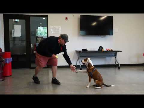 Volunteer at Hinsdale Humane Society Animal Shelter Opportunities Near Chicago