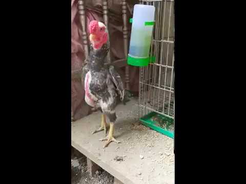 KO SHAMO 2018 - YouTube