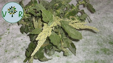 Plantes comestibles - Épisode 17 | Amarante (ou Amaranthe) réfléchie | Amaranthus retroflexus