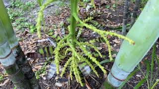 Manually cross pollinating a Dypsis arenarum palm tree