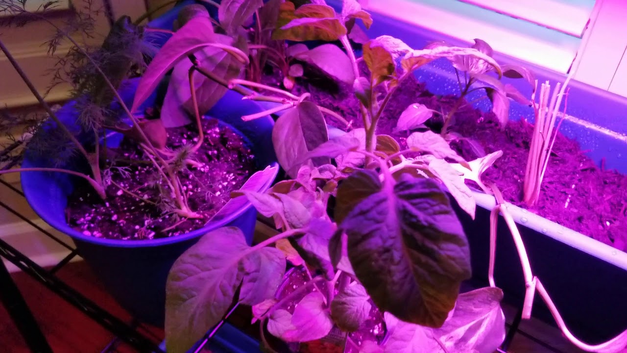 Indoor plant rack