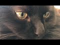 Chantilly cat の動画、YouTube動画。