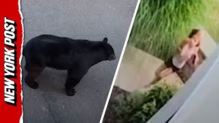 Watch Little Girl Face Off with GIANT Black Bear in Her Driveway