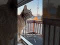 Clever orange kitten makes head-hole in window screen!