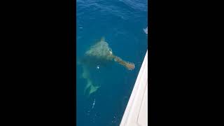 Sawshark Catch (15 feet/500 lbs)