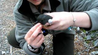 Translocated South Island robin banded in Matukituki Valley