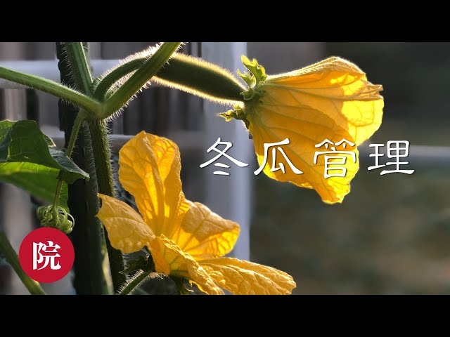 種瓜得瓜 為什麼有的絲瓜 南瓜 冬瓜 西瓜等瓜類蔬果只開花不掛果 什麼是自然傳粉 怎麼樣人工授粉呢 教你簡單授粉方法 Litetube 種瓜得瓜 為什麼有的絲瓜 南瓜 冬瓜 西瓜等瓜類蔬果只開花不掛果 什麼是自然傳粉 怎麼樣人工授粉呢 教你簡單授粉方法 Litetube