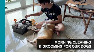 WE'RE BACK! CLEANING & GROOMING FOR OUR DOGS | Life with Crumpet The Corgi & Butter The Chow Chow by It's Ben Nguyen 301 views 7 months ago 11 minutes, 36 seconds