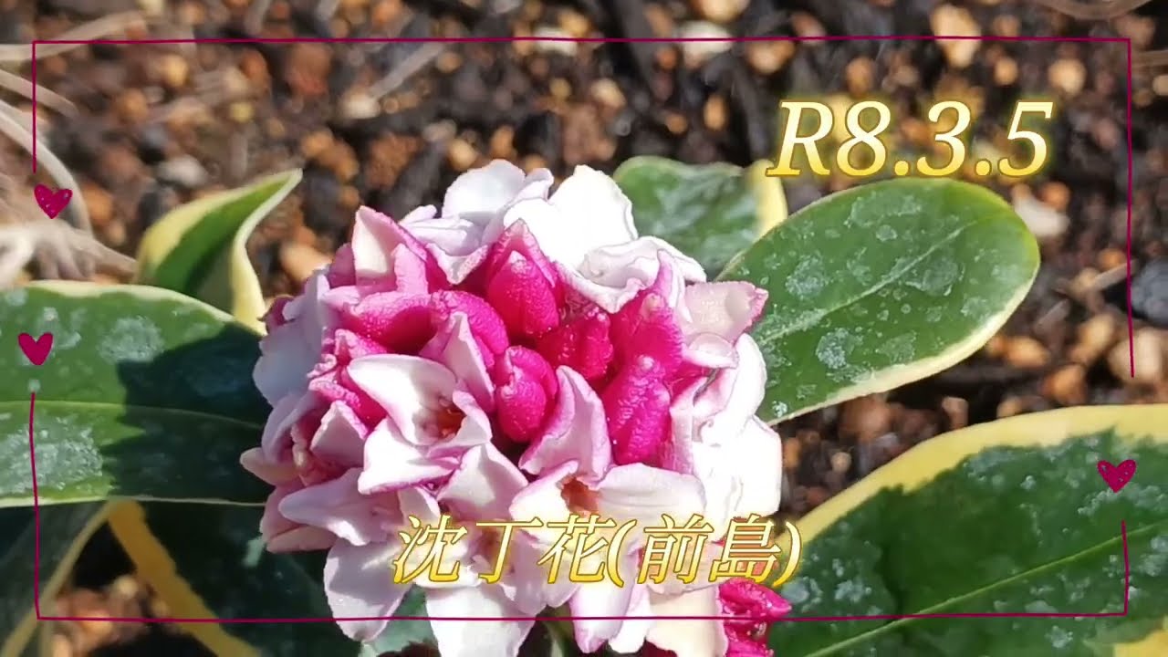 かわいい沈丁花✨(R8.3.5)