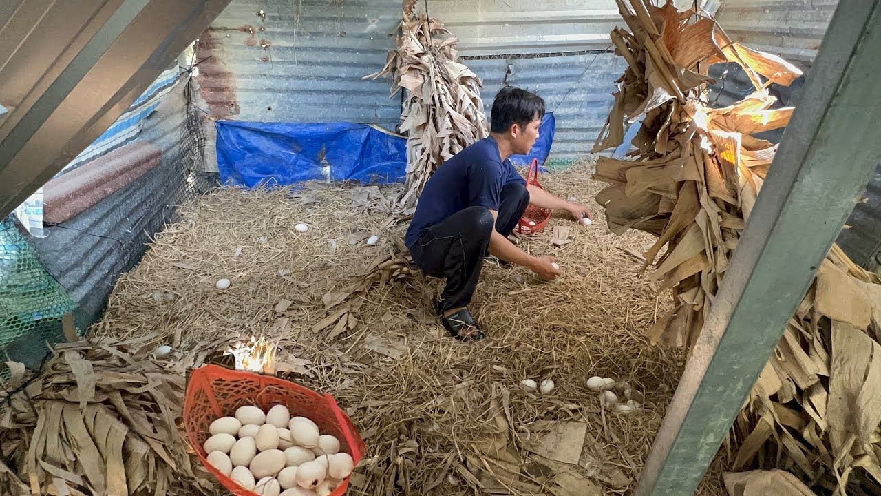 TIẾP TỤC CÔNG VIỆC HÀNG NGÀY, LUỘM TRỨNG HÔM NAY THẤY MÊ (TTVLOG)