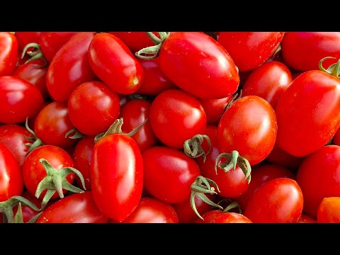 Picking Fresh Cheery tomatoes ? Second harvest of August 2026