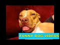 Funny Dog Videos