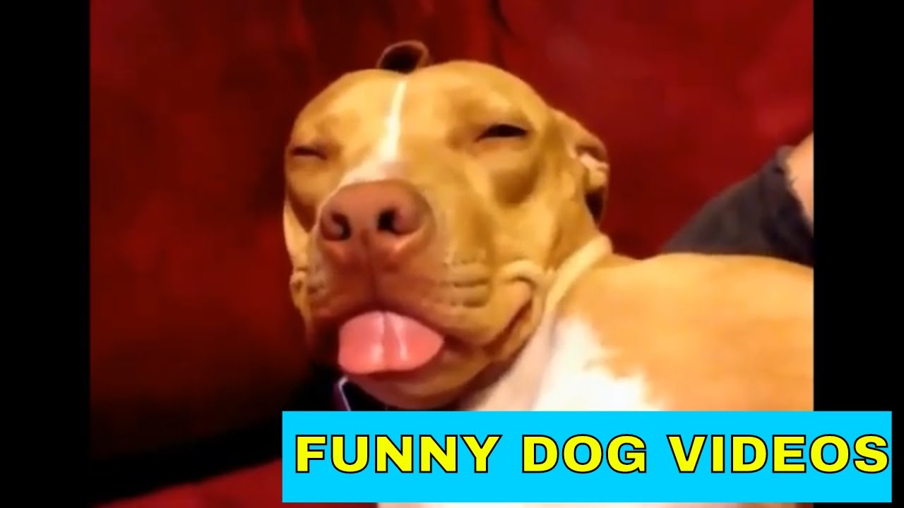 Funny Dog Videos YouTube