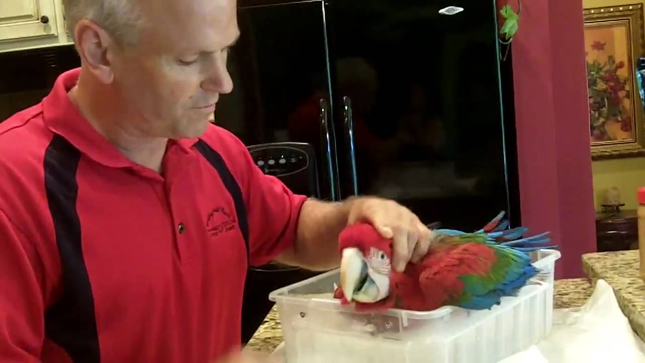 Hand Fed Baby Blue & Gold Macaws for Sale