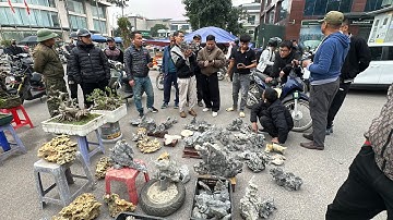 CỤ MUA ĐƯỢC ĐỒ ĐẸP CƯỜI SUỐT - ANH HẢI DỚ BÁO GIÁ CÂY BONSAI BÌNH DÂN