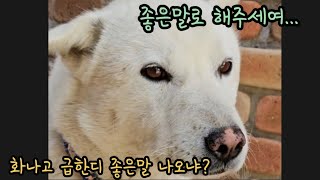 엄마와 백구 기쁨이는 냉전 중 #진돗개 #백구