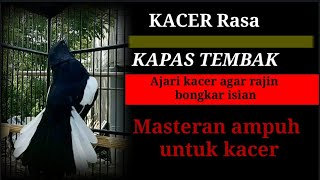 Kacer Rasa kapas tembak.