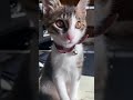 寝起きの悪い新入猫社員がぼーっとしているだけの動画【保護猫】 #保護 #猫 #cat #野良猫