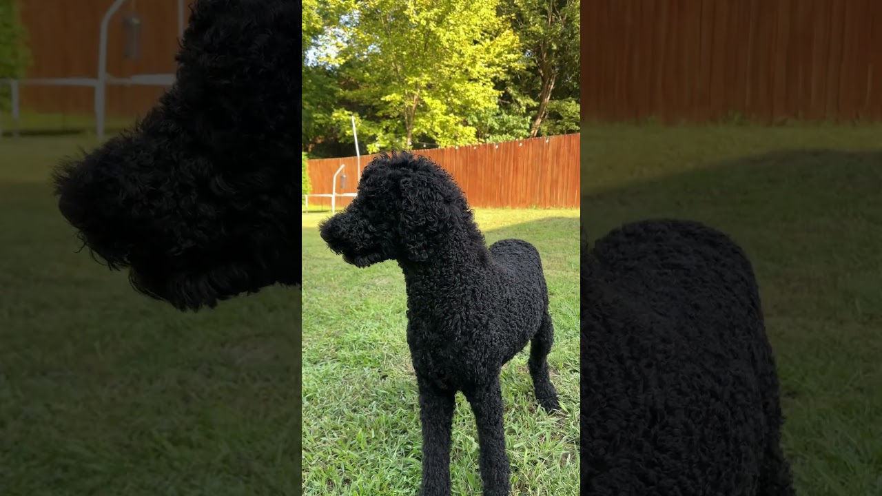 Loki thinks he is a zebra 