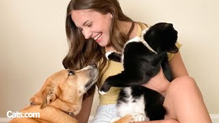 She Wasn't Meant To Keep Her Foster Cat But Her Dog Fell In Love 🥹 by The Cat Chronicles  95,140 views 3 weeks ago 3 minutes, 13 seconds