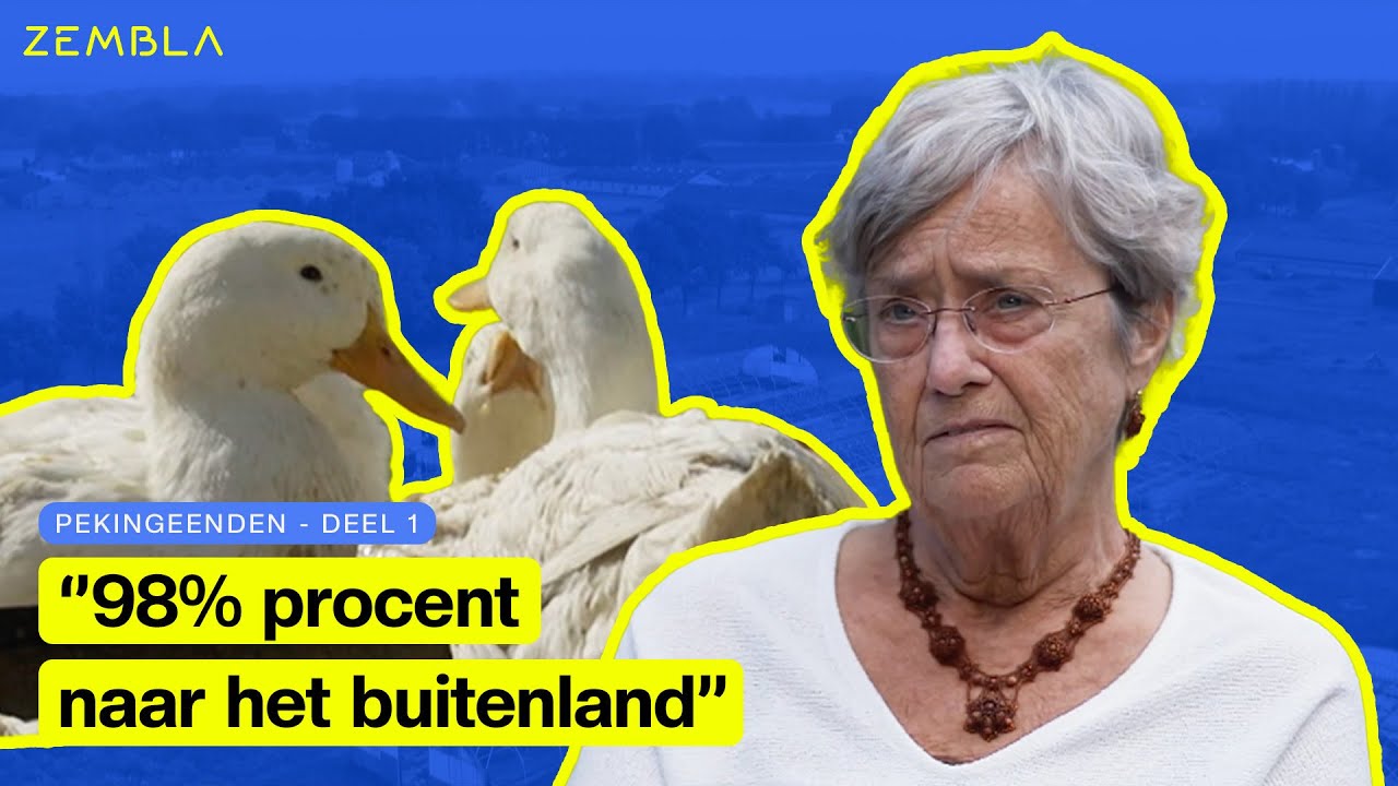 De omstreden Gelderse Pekingeend | Deel 1/2 | Zembla