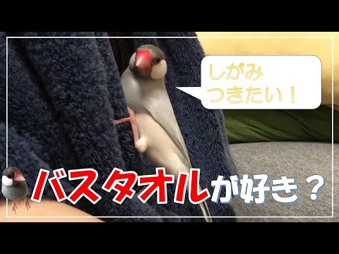 バスタオルが気になって仕方ない(再掲)