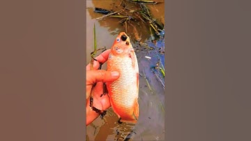 con cá chép tội nghiệp không qua khỏi do nguồn nước bị ô nhiễm