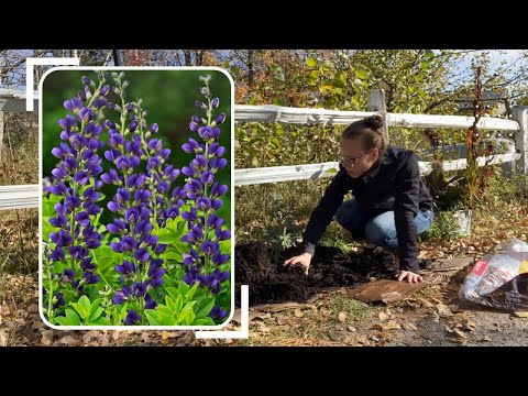 Video: Padomi viltus indigo augu pārstādīšanai - kā pārstādīt baptīsiju