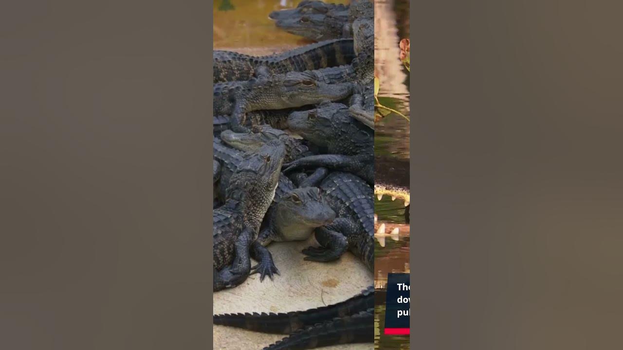 The Fierce Alligator Attack in the Everglades! - YouTube