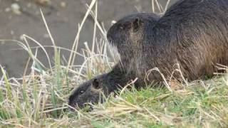 Uno Sguardo Alla Natura La Nutria
